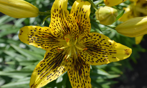 'Dots and Dashes' Lilium