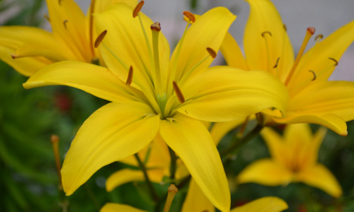 'Yellow_Magic' Lilies